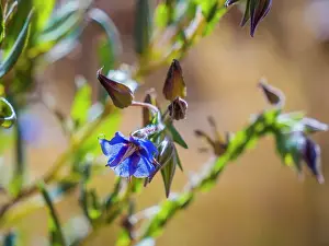 Semi Desert winter Wildflowers blooming in the McDonald Ranges of central Australia