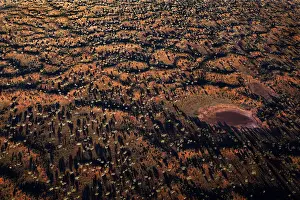 Shadows Prints: Shadows Of desert oak trees over outback