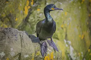 Sea Bird Prints: Shag, shetland Islands, Scotland