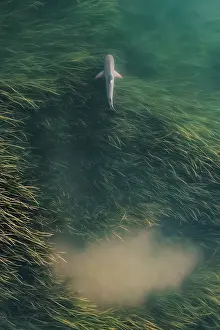 Prints of Shark Discover the beauty and vulnerability of Australia's sharks: Shark propelling itself from the reeds photographed from a drone perspective