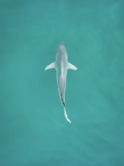 Prints of Shark Discover the beauty and vulnerability of Australia's sharks: Shark on the surface of the Indian Ocean photographed from a drone point of view