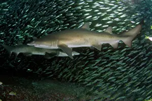 Prints of Pair of Grey nurse (sand tiger) sharks resting in the current Discover the beauty and vulnerability of Australia's sharks: Sharks