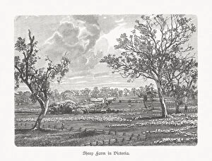 Images Dated 20th May 2019: A sheep farm in Victoria, Australia, wood engraving, published in 1897