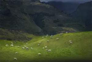 Sheep farming at Glenorchy, South Island of New Zealand