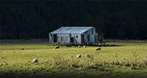 Sheep Prints: Sheep Grazing Eglinton valley New Zealand, south island