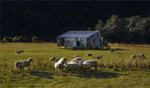 Sheep Prints: Sheep Grazing Eglinton valley New Zealand, south island