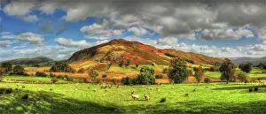 Rural Scene Prints: Sheep grazing in the Yorkshire dales, north central England, United kingdom