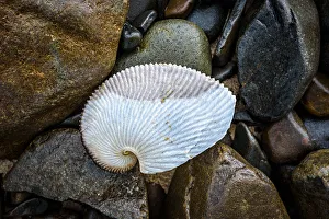 Shell at South Cape Rivulet, South Coast track, Southwest Tasmania Shell at South Cape Rivulet, South Coast track, Southwest Tasmania