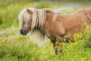 Images Dated 13th July 2015: Shetland Pony, Shetland Islands, Scotland