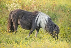 Images Dated 12th July 2015: Shetland Pony, Shetland Islands, Scotland