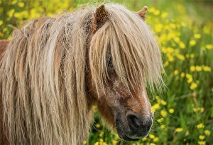 Images Dated 13th July 2015: Shetland Pony, Shetland Islands, Scotland
