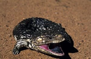 Lizards Collection: Shingleback Skink, Tiliqua rugosa, threatening with open mouth and blue tongue, western Australia