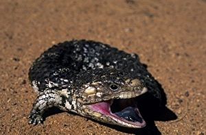 Shingleback Skink, Tiliqua rugosa, threatening with open mouth and blue tongue, western Australia Shingleback Skink, Tiliqua rugosa, threatening with open mouth and blue tongue, western Australia