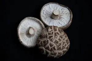 Flower Prints: Shitake mushrooms