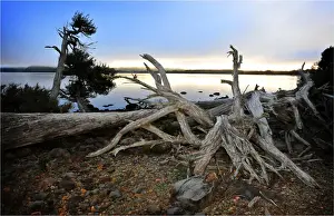Lakeshore Prints: The shoreline of Lake St. Clair in the national park, central highlands of Tasmania