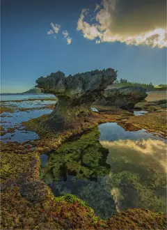 Coral Prints: A shoreline view of the remmants of coral outcrops on the coastline of Slaughter bay at Kingston