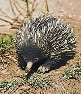 Images Dated 28th April 2015: Short-Beaked Echidna sometimes known as spiny anteaters