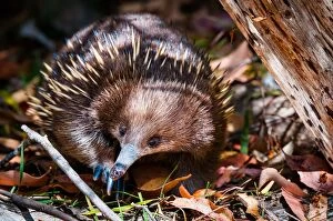Animal Puzzles Collection: Short-beaked echidna (Tachyglossus aculeatus)