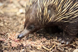 Images Dated 2nd July 2016: Short-beaked Echidna, (Tachyglossus aculeatus)