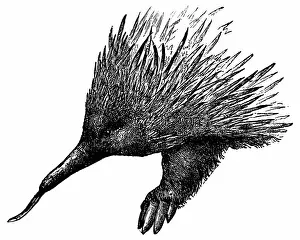 Images Dated 2023 December: Short-Beaked Echidna (Tachyglossus Aculeatus) - 19th Century