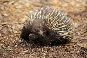 Animal Behaviour Prints: Short-beaked echidna (Tachyglossus aculeatus)