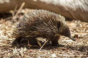 Animal Behaviour Prints: Short-beaked echidna (Tachyglossus aculeatus)