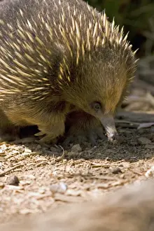 Echidna Prints: Short-beaked Echidna (Tachyglossus aculeatus) in undergrowth, Victoria, Australia