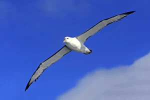 Naturfotografie & Sohns Wildlife Photography Collection: Shy albatross