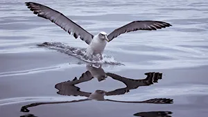 <b class=qtipBold><figcaption>Shy Albatross landing on water</figcaption></b><br>A Shy Albatross landing on water, skiing along the water's surface with reflection in the calm surface of the water. Shy Albatross landing on water