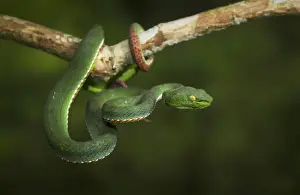 Siamese Peninsular Pit-Viper (Trimeresurus fucatus