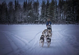 Images Dated 31st January 2017: Siberian Huskies in a dog sled team, Lassbyn, Lapland, Sweden