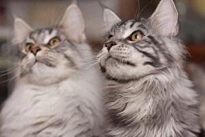 Images Dated 28th September 2014: Sibling Maine Coons