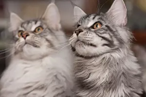 Cute Prints: Sibling Maine Coons