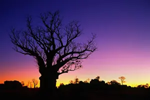 Hope Prints: Silhouette of Boab tree at dawn, Kimberley