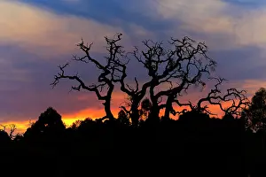 : Silhouette of a dead tree in front of a colourful sunset