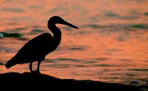 Heron Island Prints: Silhouette of heron on Great Barrier Reef