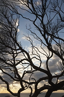 Silhouette Of A Tree Along The Coast At Sunrise; Dunsborough West Australia Australia Silhouette Of A Tree Along The Coast At Sunrise; Dunsborough West Australia Australia