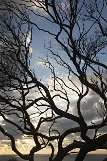 Serenity Prints: Silhouette Of A Tree Along The Coast At Sunrise; Dunsborough West Australia Australia