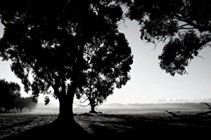 Silhouette of trees on a misty morning in the suburbs of Perth Western