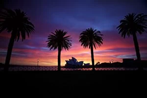 Images Dated 29th April 2014: Silhouette of trees with Opera House