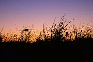 Images Dated 2nd February 2020: Silhouetted Grass at Sunset