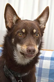 Photographers/louise docker photography/silly smile dogs face Photographers/louise docker photography/silly smile dogs face