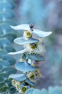 Images Dated 26th December 2020: Silver Dollar Eucalyptus tree, Eucalyptus cinerea in flower