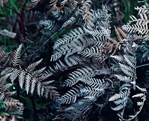 Flower And Plant Prints: Silver Ferns