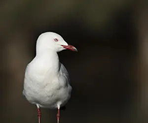 Images Dated 2021 August: Gull