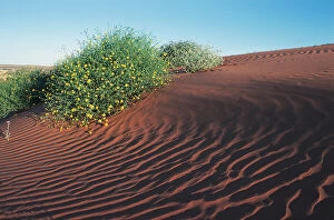 Images Dated 16th October 2013: Simpson Desert, Australia