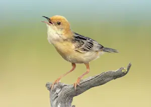 Avian Prints: A singing golden headed cisticola (Cisticola exilis) on a gnarled wood perch with soft bokeh background