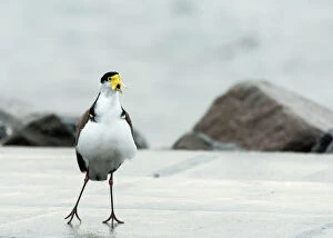 Images Dated 26th July 2016: Singing Plover / Masked Lapwing