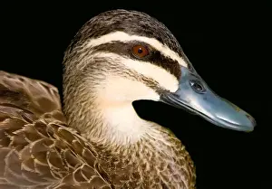 Exotic Prints: A single duck on a lake