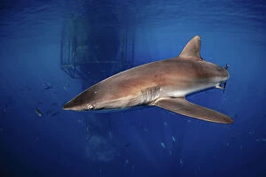 Marine Animals Collection: Single Silky Shark
